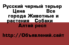 Русский черный терьер › Цена ­ 35 000 - Все города Животные и растения » Собаки   . Алтай респ.